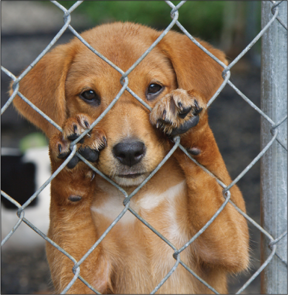 Microchipping dogs