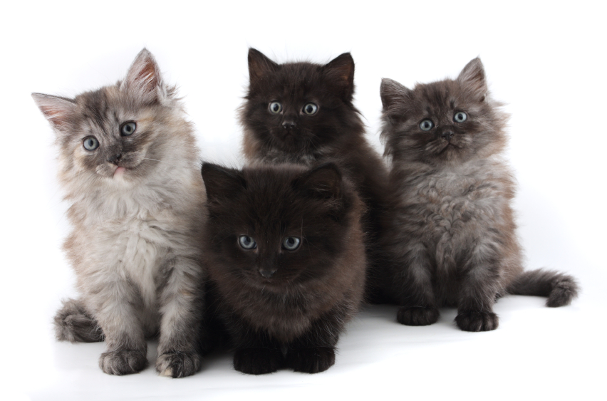 Vaccinating your kitten